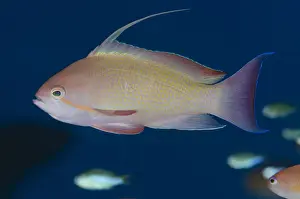 Anthias Prints: Picture No. 12479191
