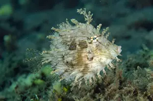 Diving Prints: Picture No. 12479198