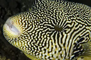 Diving Prints: Picture No. 12479210