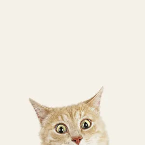 Surprise Collection: Picture No. 12479239