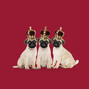 Queen Prints: Picture No. 12479262