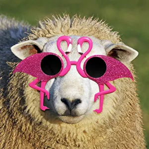 Weird Collection: Picture No. 12479263