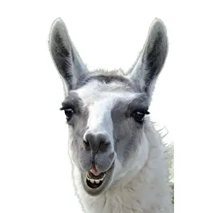 Llamas Prints: Picture No. 12479269