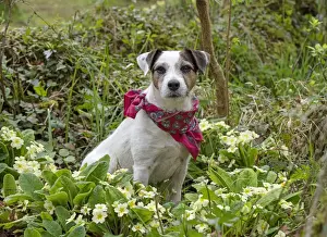 Scarf Prints: Picture No. 12479280