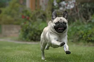 Pugs Prints: Picture No. 12479293