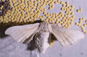 Moth Collection: Picture No. 12479400