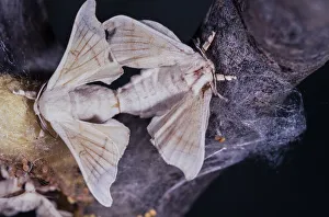 Moth Collection: Picture No. 12479402