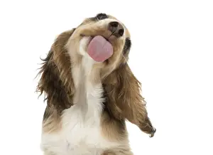 Cocker Prints: Picture No. 12479421