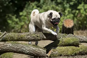 Logs Prints: Picture No. 12479442