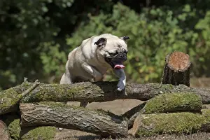 Logs Prints: Picture No. 12479443