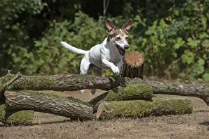 Logs Prints: Picture No. 12479461