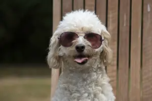 Cavapoos Prints: Picture No. 12479469