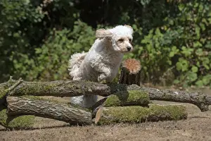 Logs Prints: Picture No. 12479474