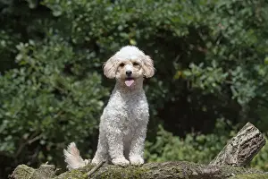 Cavapoos Prints: Picture No. 12479478