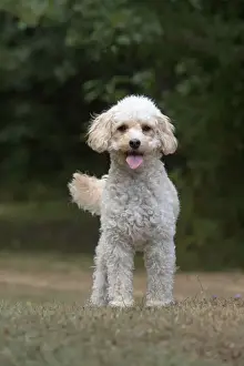 Cavapoos Prints: Picture No. 12479481