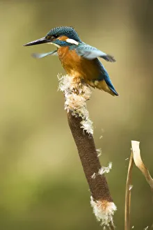 Hovering Collection: Picture No. 12479530