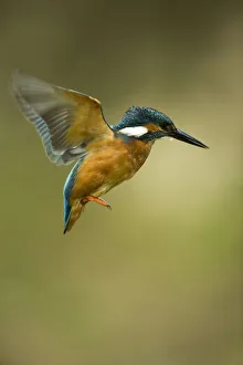 Hovering Collection: Picture No. 12479531