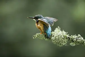 Kingfishers Prints: Picture No. 12479533
