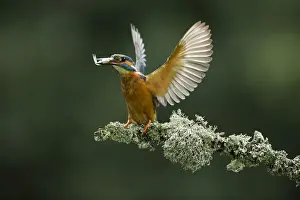 Landing Prints: Picture No. 12479538