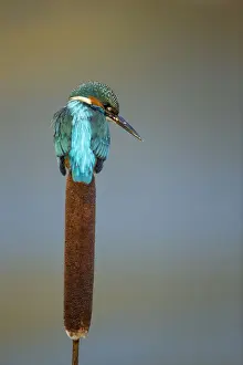 Kingfishers Prints: Picture No. 12479540