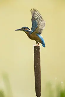 Kingfishers Prints: Picture No. 12479545