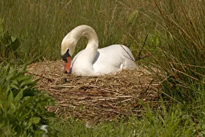 Swan Collection: Picture No. 12479554