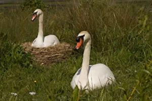 Swan Collection: Picture No. 12479555