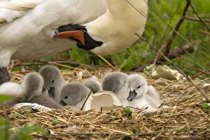 Swan Collection: Picture No. 12479557
