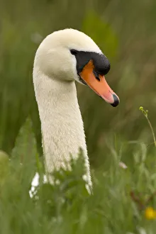 Swan Collection: Picture No. 12479559