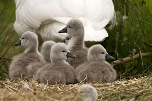 Swan Collection: Picture No. 12479560