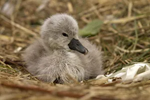 Swan Collection: Picture No. 12479561