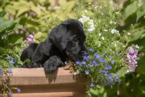 Sniffing Prints: Picture No. 12479587