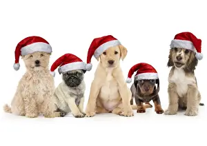Santa Prints: Picture No. 12479627