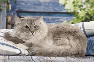 Ragdoll Prints: Picture No. 12479656