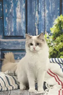 Ragdoll Prints: Picture No. 12479659