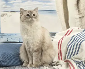 Ragdoll Prints: Picture No. 12479664