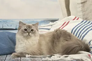 Ragdoll Prints: Picture No. 12479666