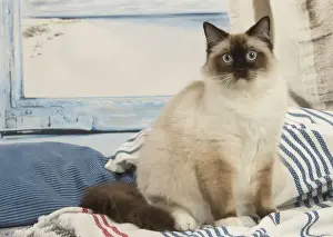 Ragdoll Prints: Picture No. 12479667