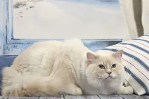 Ragdoll Prints: Picture No. 12479668