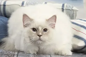 Ragdoll Prints: Picture No. 12479670