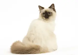 Ragdoll Prints: Picture No. 12479671
