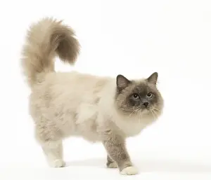 Ragdoll Prints: Picture No. 12479672