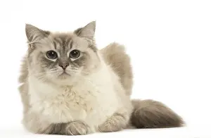 Ragdoll Prints: Picture No. 12479674