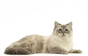 Ragdoll Prints: Picture No. 12479676