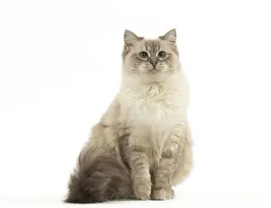 Ragdoll Prints: Picture No. 12479677