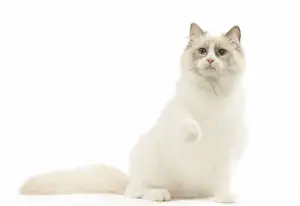 Ragdoll Prints: Picture No. 12479678