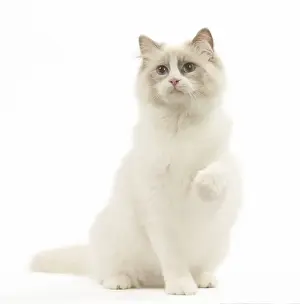 Ragdoll Prints: Picture No. 12479680
