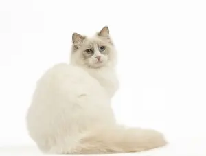 Ragdoll Prints: Picture No. 12479681