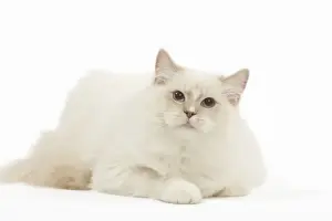 Ragdoll Prints: Picture No. 12479682