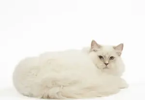 Ragdoll Prints: Picture No. 12479684